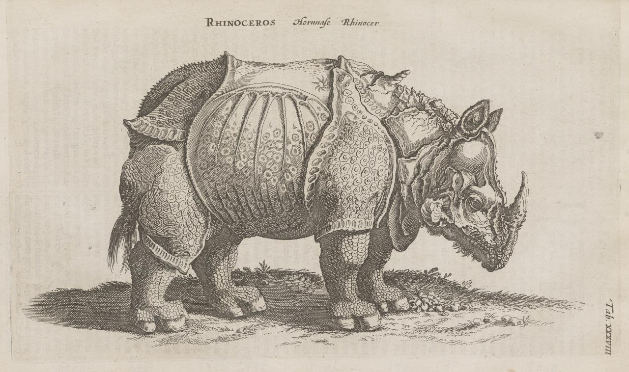 In the Library: Animal Illustration in Europe, 1550–1750 | National Gallery of Art