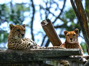 マウントケニア野生動物保護区動物孤児院