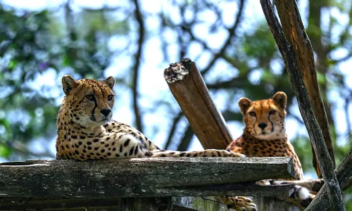 Mount Kenya Wildlife Conservancy Animal Orphanage