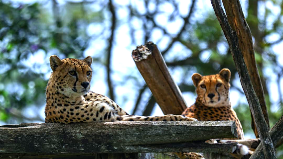 Mount Kenya Wildlife Conservancy Animal Orphanage
