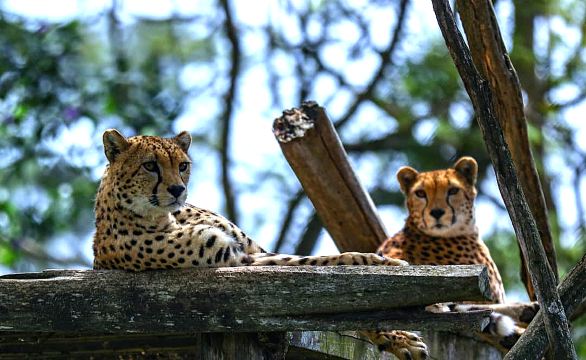 Mount Kenya Wildlife Conservancy Animal Orphanage
