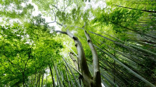 Shunan Zhuhai (“South Sichuan Bamboo Sea”) National Park