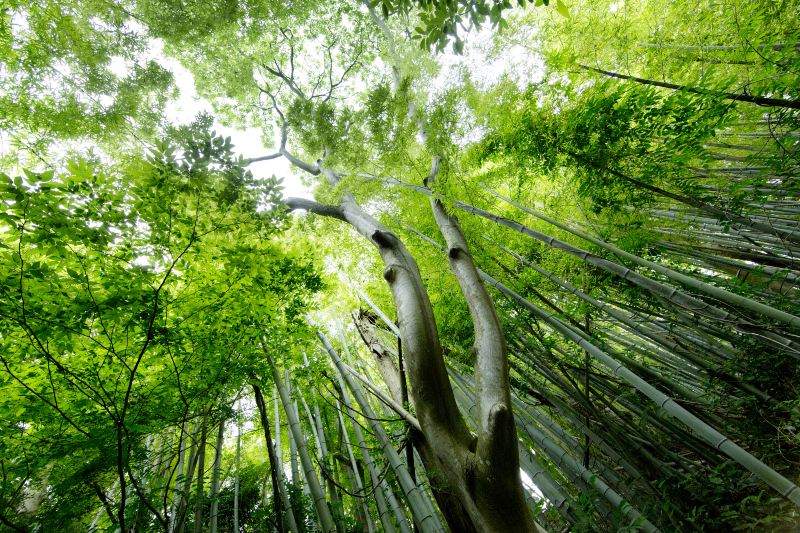 Shunan Zhuhai (“South Sichuan Bamboo Sea”) National Park