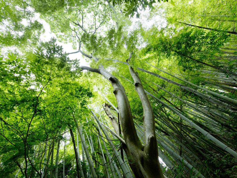 Shunan Zhuhai (“South Sichuan Bamboo Sea”) National Park