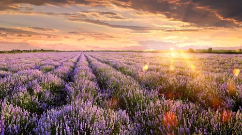 Princess Jieyou's Lavender Garden