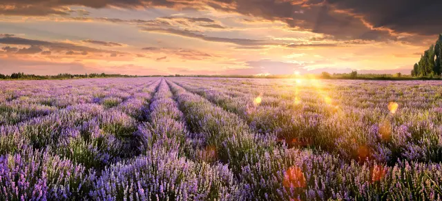 Lavender Viewing in Ili