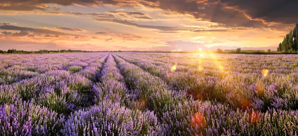 5_Princess Jieyou Lavender Garden