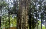 Xianglin Giant Tree