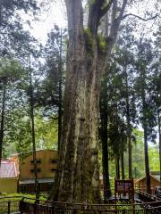 Xianglin Giant Tree