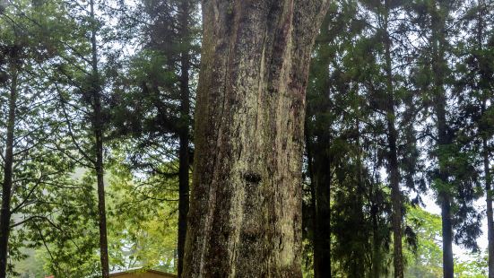 Xianglin Giant Tree