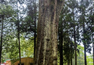 Xianglin Giant Tree