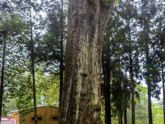 Xianglin Giant Tree