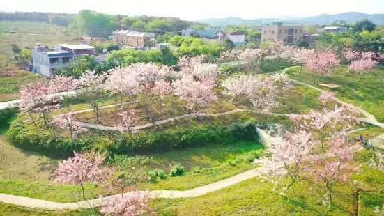 儋州藍洋櫻花樂園