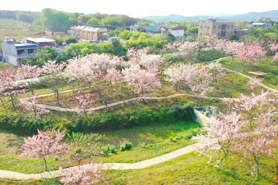 儋州藍洋櫻花樂園