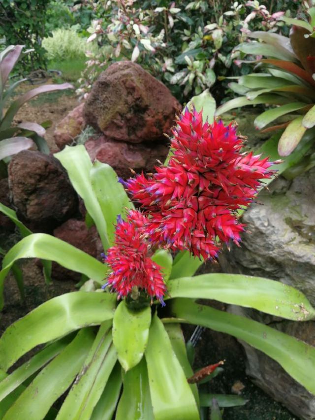 Shanghai Chenshan Botanical Garden