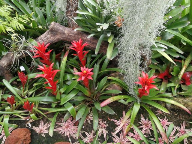 Shanghai Chenshan Botanical Garden