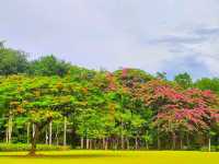 Beautiful Banna