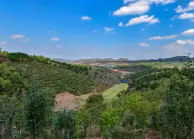 Ten-Thousand-Mu Tea Garden, Dadugang Township