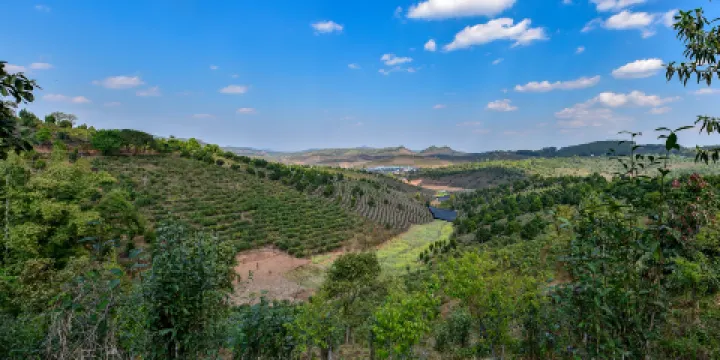 大渡崗萬畝茶園