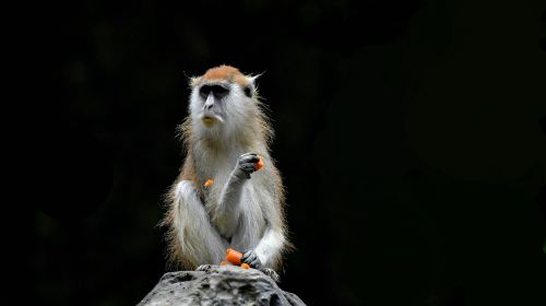 구이저우 삼림 야생동물원