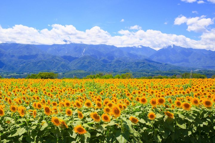 Akeno Sunflower Festival | Chikusei