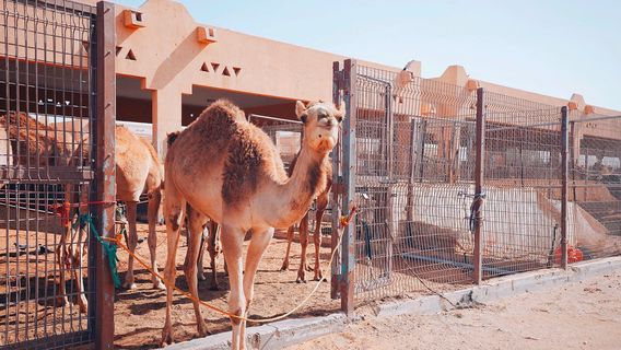 Al Ain Camel Market