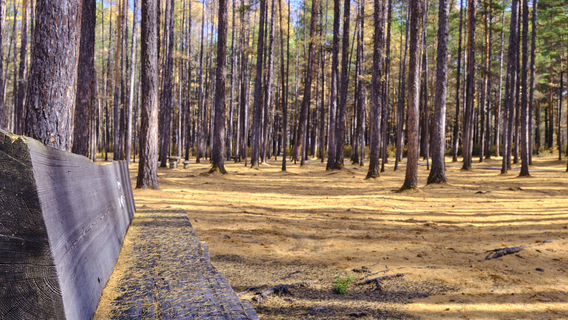 Songyuan Forest Park