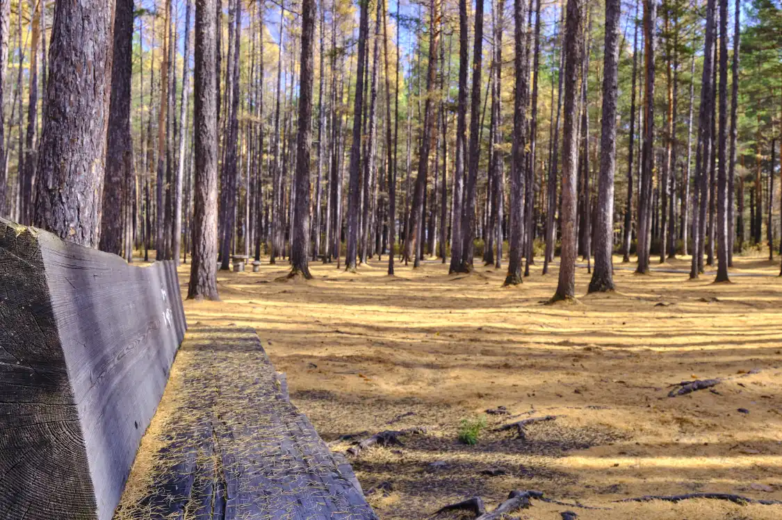 Hotels near Songyuan Forest Park