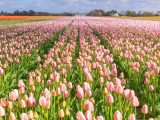 KLM네덜란드항공 말라가-암스테르담