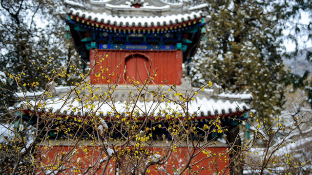 Wintersweet Viewing in Beijing