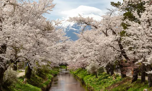 Cherry Blossom Viewing in Japan