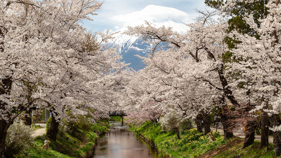 Cherry Blossom Viewing in Japan