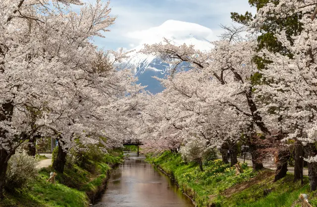 Cherry Blossom Viewing in Japan
