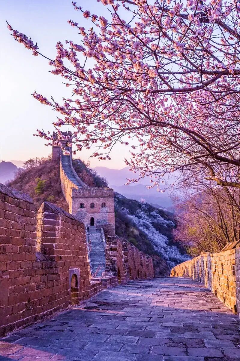 金山嶺長城第十四屆杏花節 | 金山嶺長城