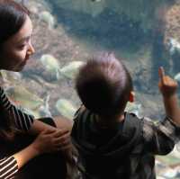 【 可以觀賞到鯨鯊的水族館 】