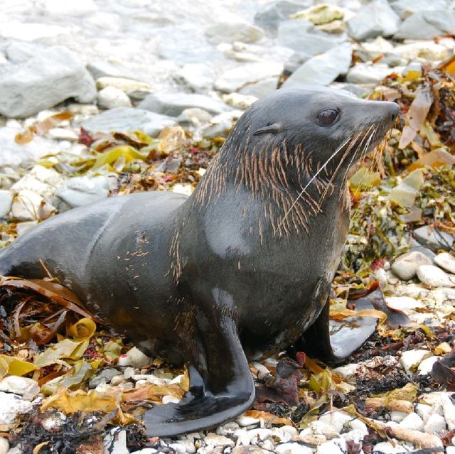 Kaikoura