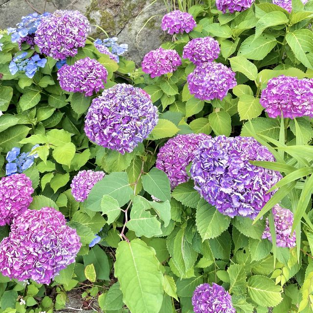 箱根湯本の紫陽花