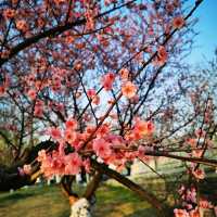 Spring