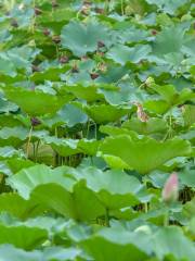 鑫農湖荷花濕地公園