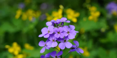 南昌瑤湖省級濕地公園