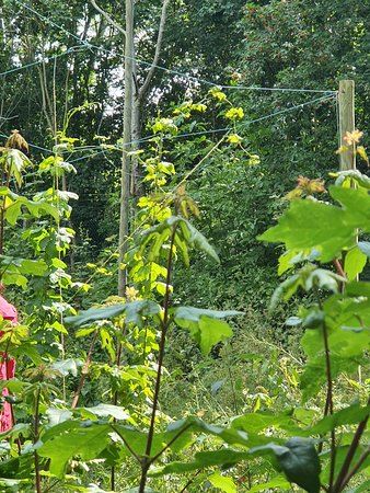 Russia Dock Woodland