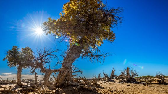 Populus Euphratica Forest Scenic Area - Withered Tree Forest