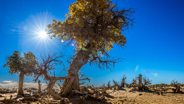 Withered Tree Forest
