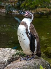 Featherdale Sydney Wildlife Park