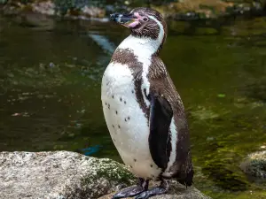 費瑟戴爾野生動物園