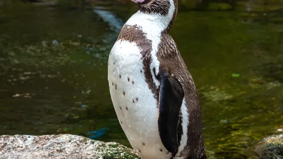 費瑟戴爾野生動物園