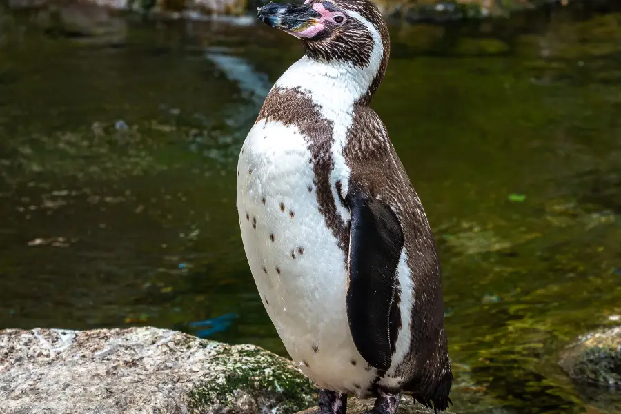 費瑟戴爾野生動物園