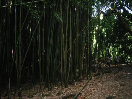 Bamboo Forest
