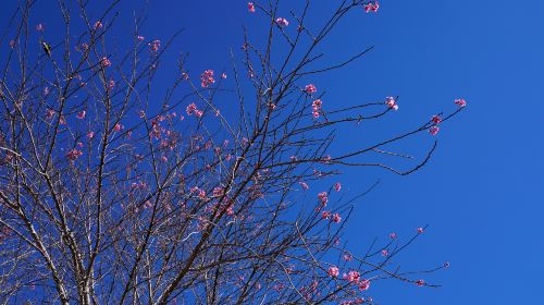 Sakura Valley