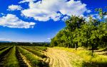 Mayfield Lavender Farm